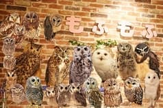 フクロウカフェ もふもふ 銀座店