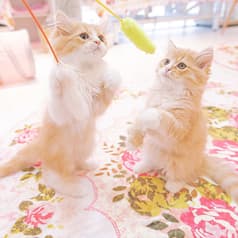 横浜 元町 中華街 猫カフェ 猫ちゃんといっしょ