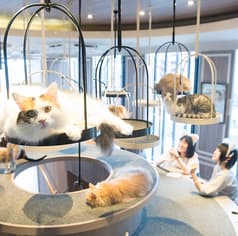 猫カフェ MOCHA モカ 渋谷センター街店