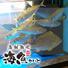 海鮮酒場 海魚 かいと 菊川本店