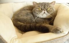 猫カフェニャンシー