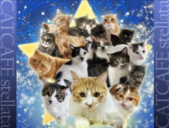 保護猫カフェstellata