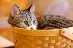 ねこカフェ たまねこ