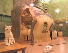 Cat Cafe てまりのおうち