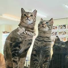 猫カフェ 和風猫本舗